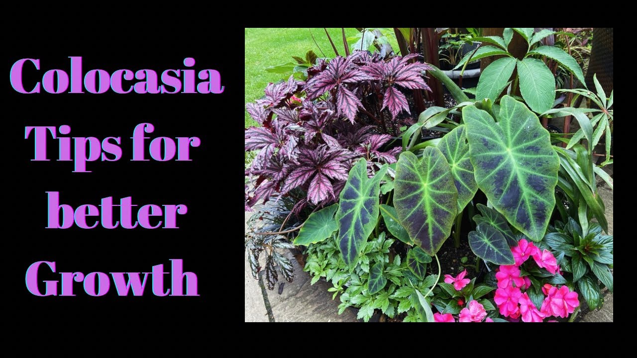 Colocasia in colder climates. Potting up small plug plants