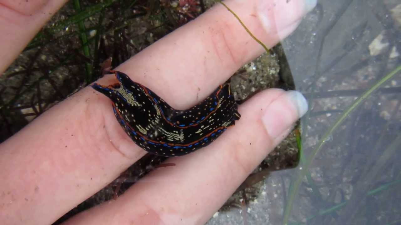 Navanax