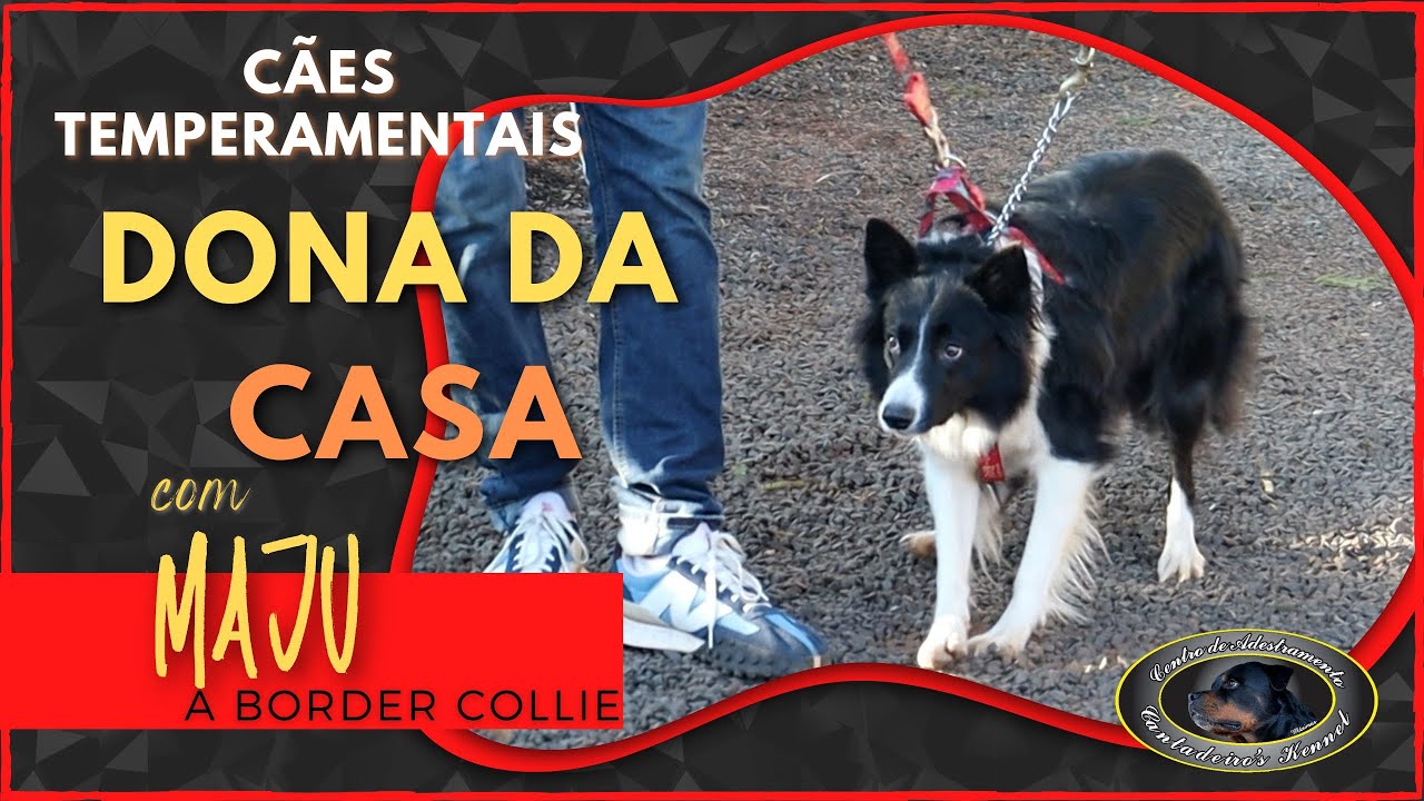 MAJU Border Collie Chegada ao Canil