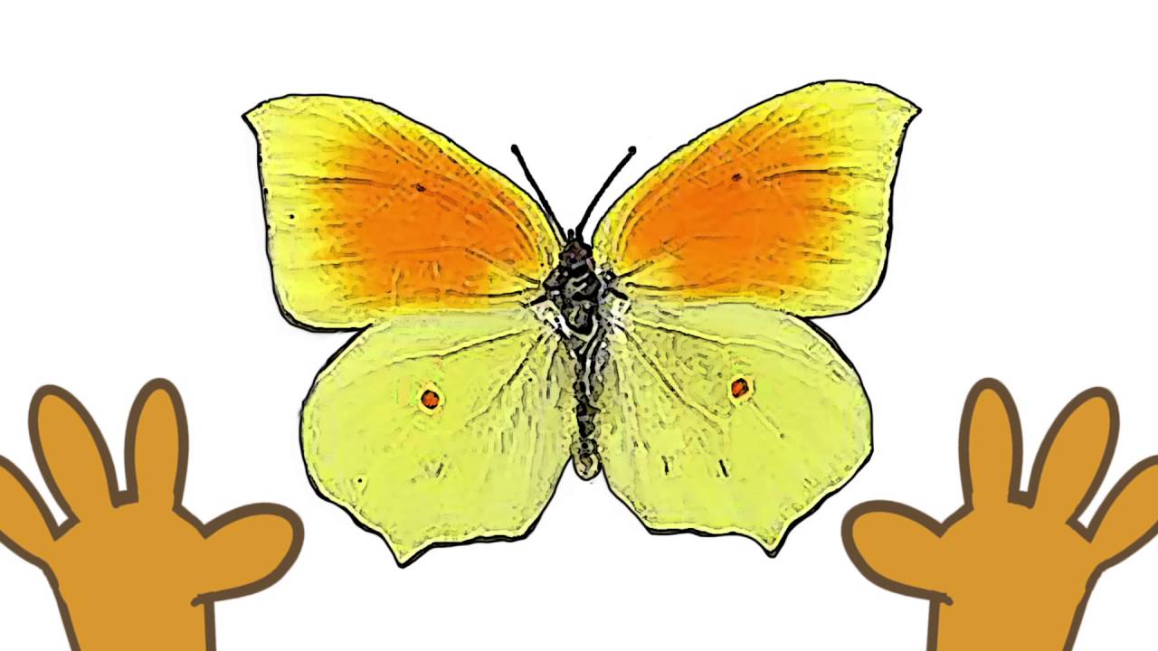 La fauna canaria, para ni&ntilde;os y ni&ntilde;as.