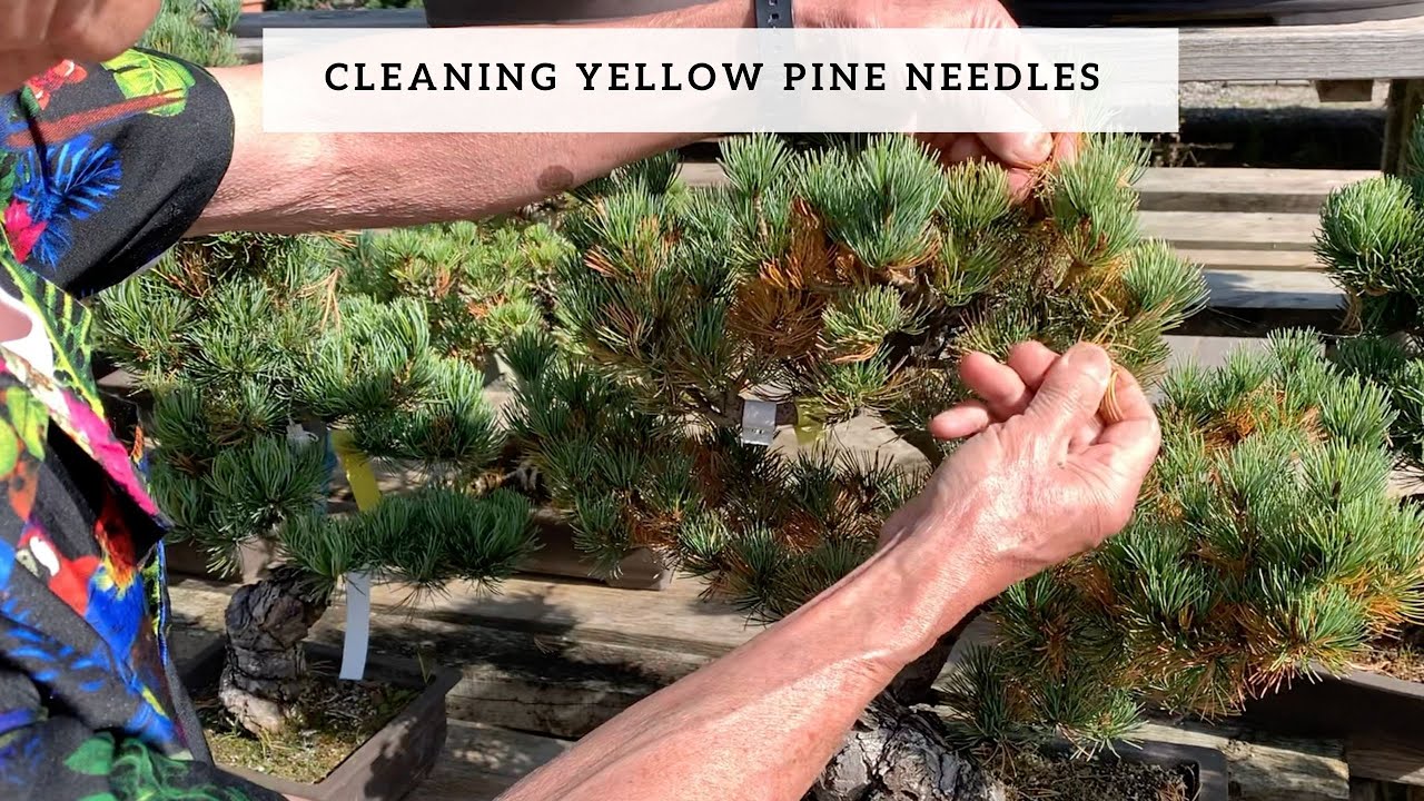 Cleaning Yellow Pine Needles