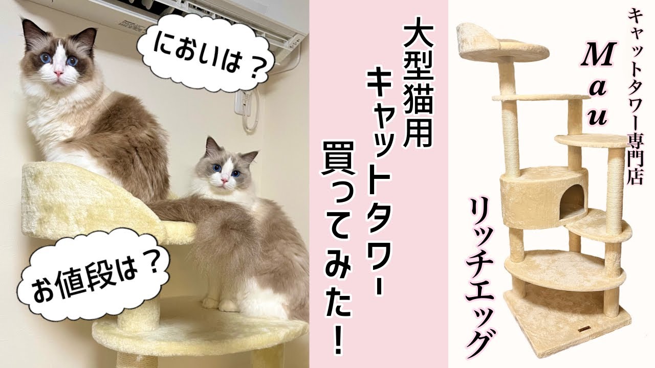 大型猫用キャットタワー、Mauリッチエッグを購入してみました