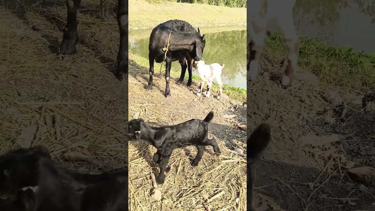 Goat farm management video is here please subscribe https://www.youtube.com/@StarGoatF