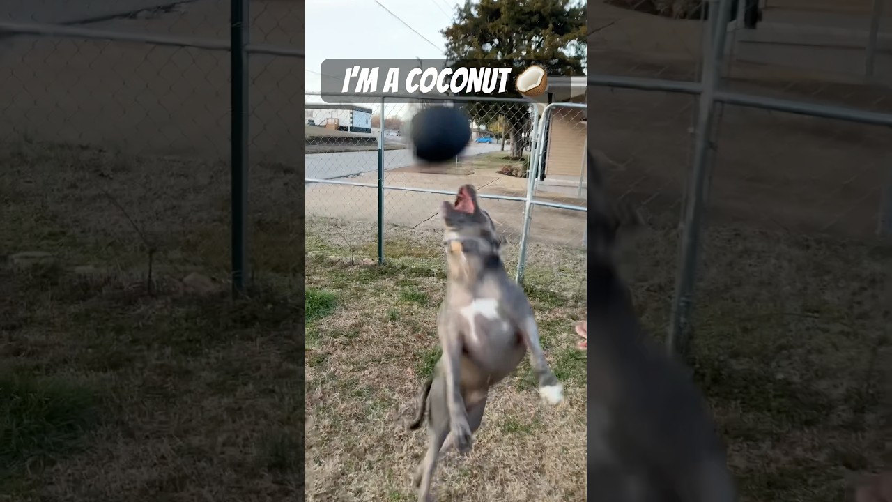 Will you be my friend? #dogshorts #dog #doglife #petshub