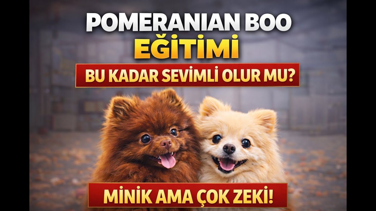 Temel İtaat Eğitimi Alan Pomeranian Boo'lar | Köpek Eğitimi