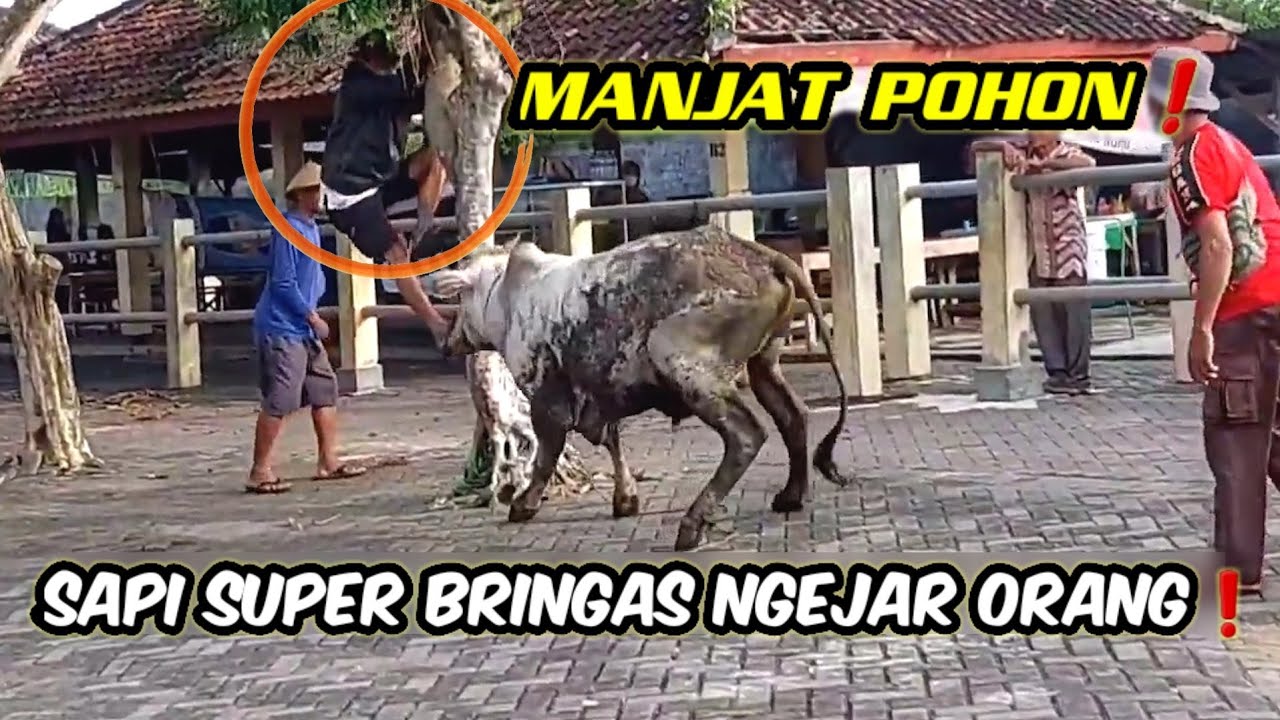 SAMPAI MANJAT POHON❗️SAPI NGAMUK NGEJAR WARGA SAMPE MANJAT POHON