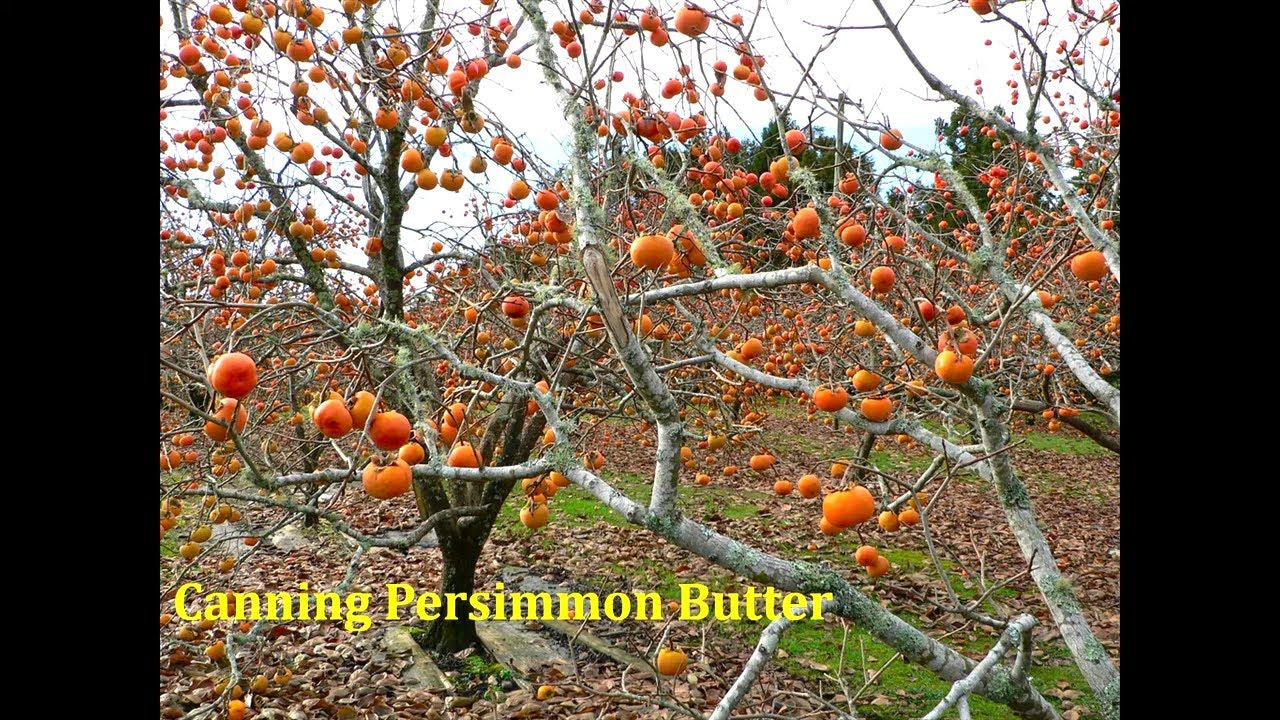 Persimmon Butter Recipe, Will it be worth it or an epic failure?