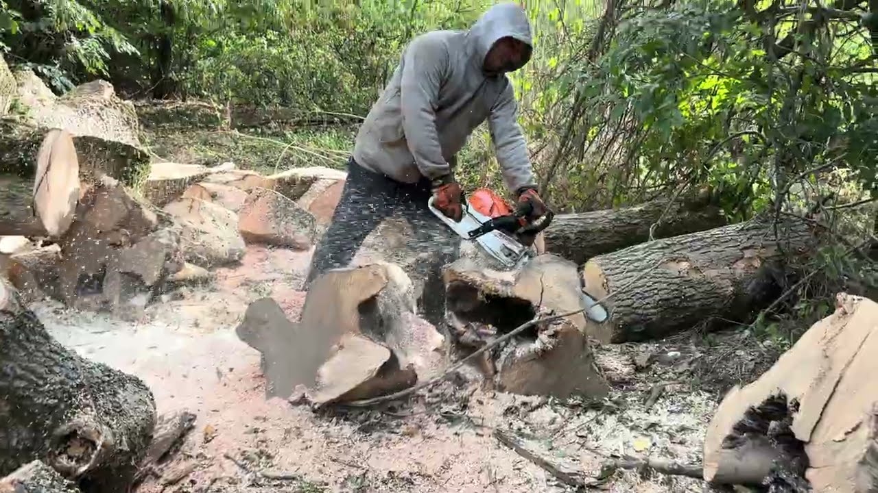 Full Workday with STIHL 361 & 462 C-M