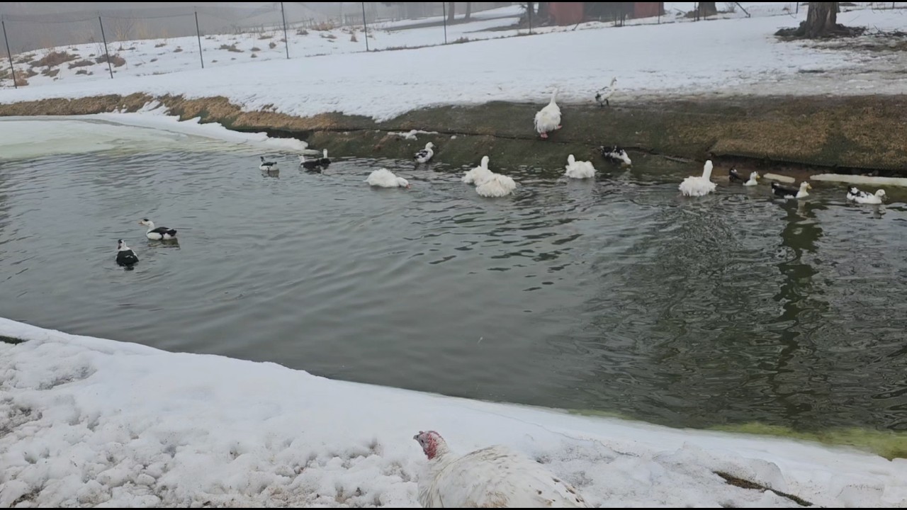 The Secret Reason My Goose Slept with the Turkeys