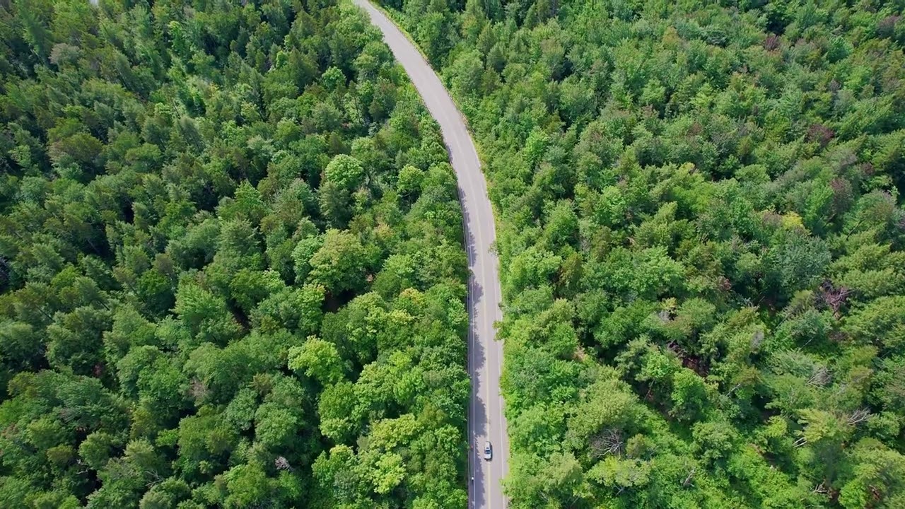 Free Forest Road Aerial Video Footage