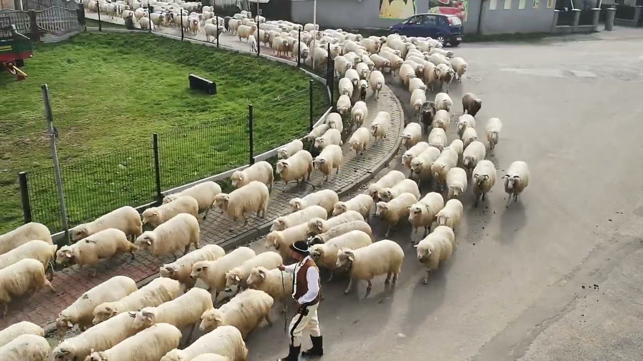 Siła tradycji ❤️