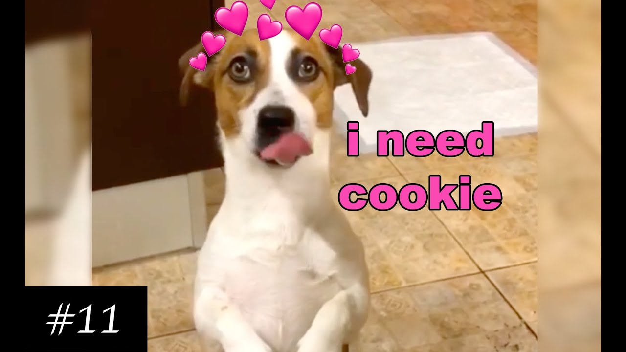 Just another 🐶Jack Russells💗  | Funny & Cute Dogs❤️