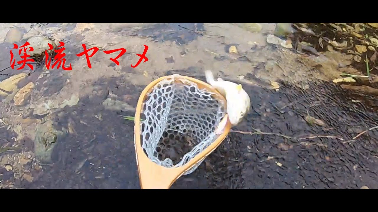 鬼怒川水系 男鹿川 渓流ヤマメ