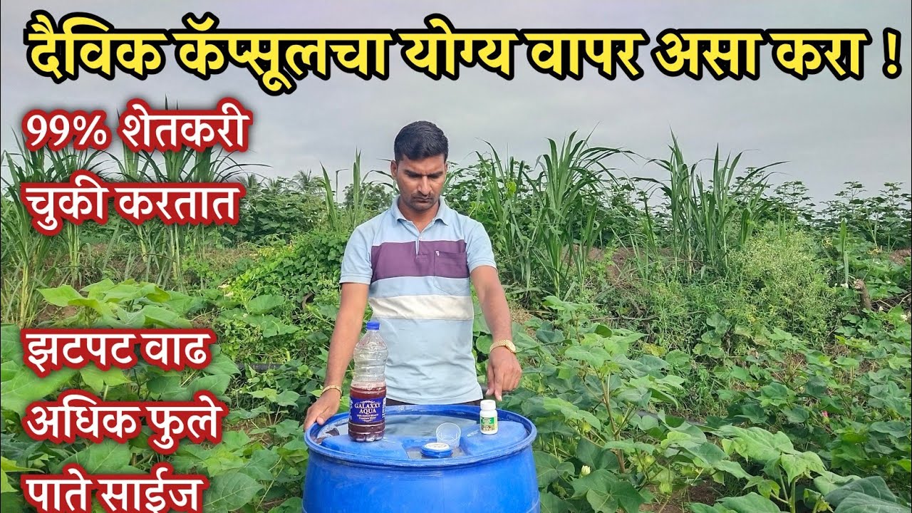 दैविक कॅप्सूल | Daivic capsule use | contact 9561282931