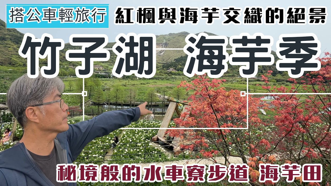 搭公車輕旅行 竹子湖 海芋季 ep369 紅楓與海芋交織的絕景 | 秘境般的水車寮步道 海芋田 | 有如世外桃源的頂湖海芋步道 | 名陽匍休閒農莊 海芋園 日本紅楓 | 庭園咖啡 | 蓬萊米故事館