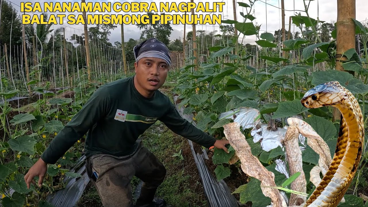 OVERTIME TAYO SA BUKID PARA LANG MATAPOS ANG MGA GAWAIN PRUNNING