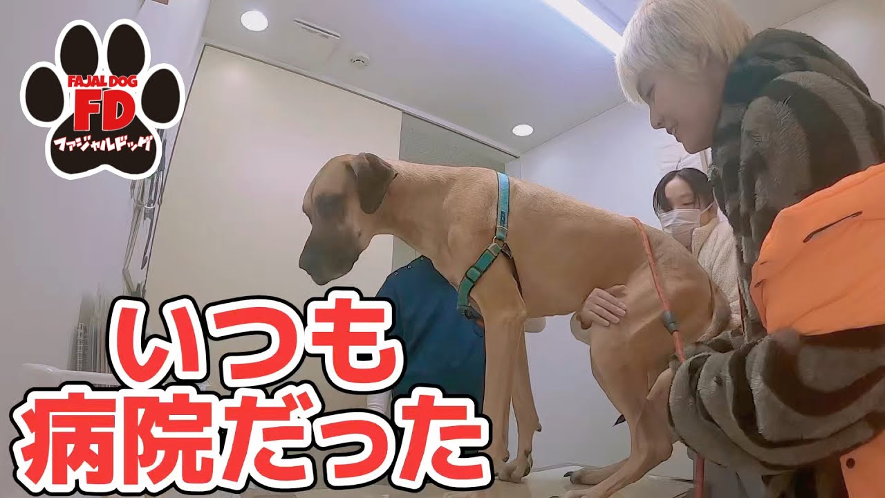 【超大型犬】クリスマスはいつも点滴だった この子に…