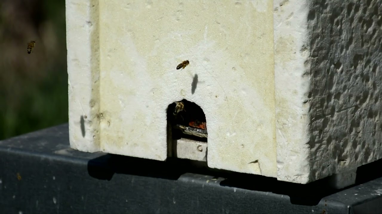Changement d'une vieille reine par une jeune reine dans une ruche.