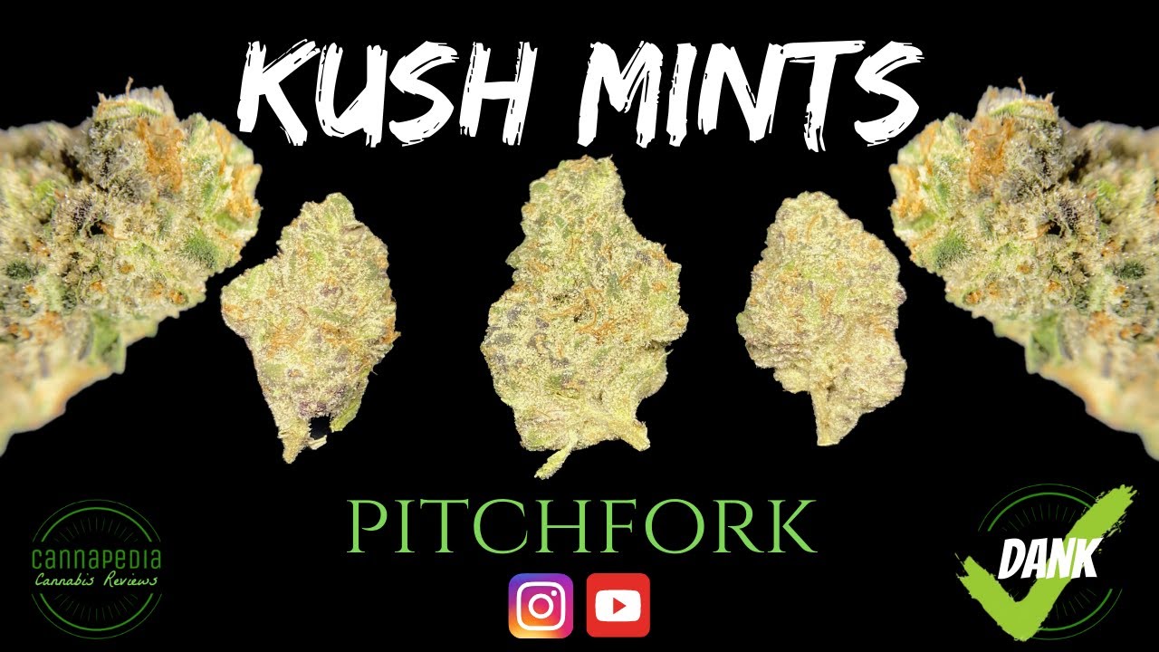 Kush Mints Strain Review - Pitchfork - Cannapedia