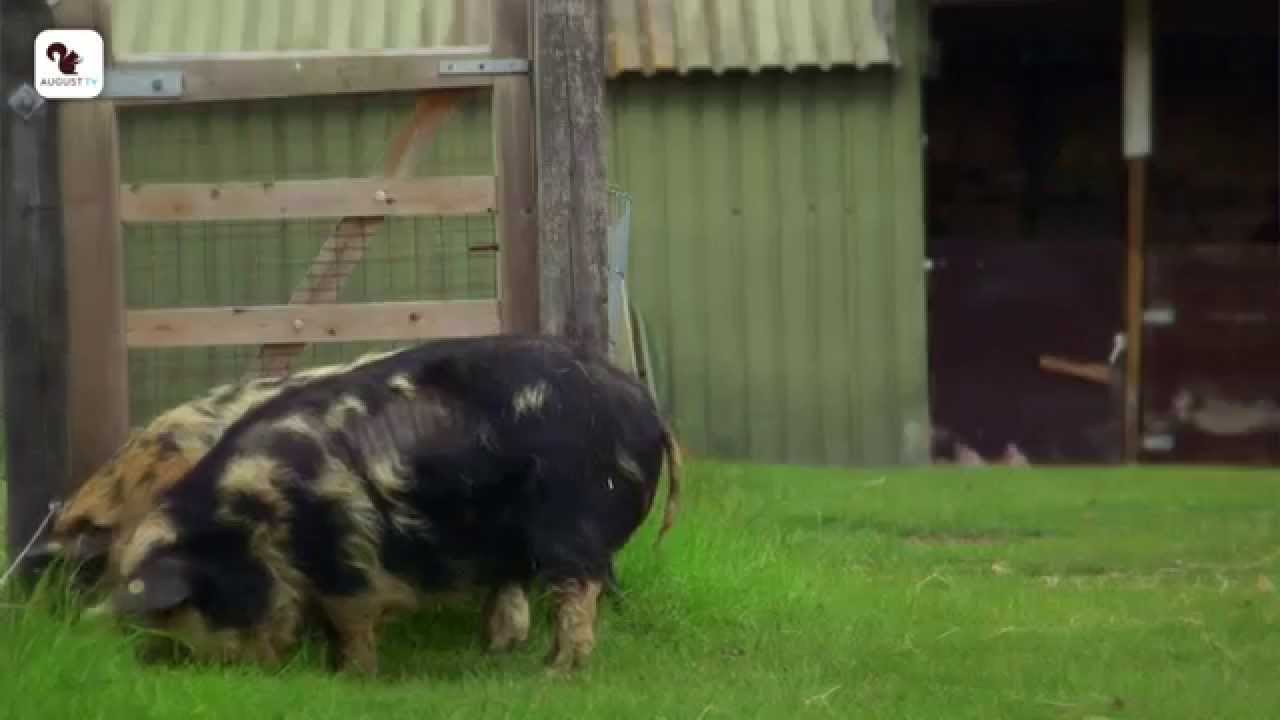 Kune Kune Varkens