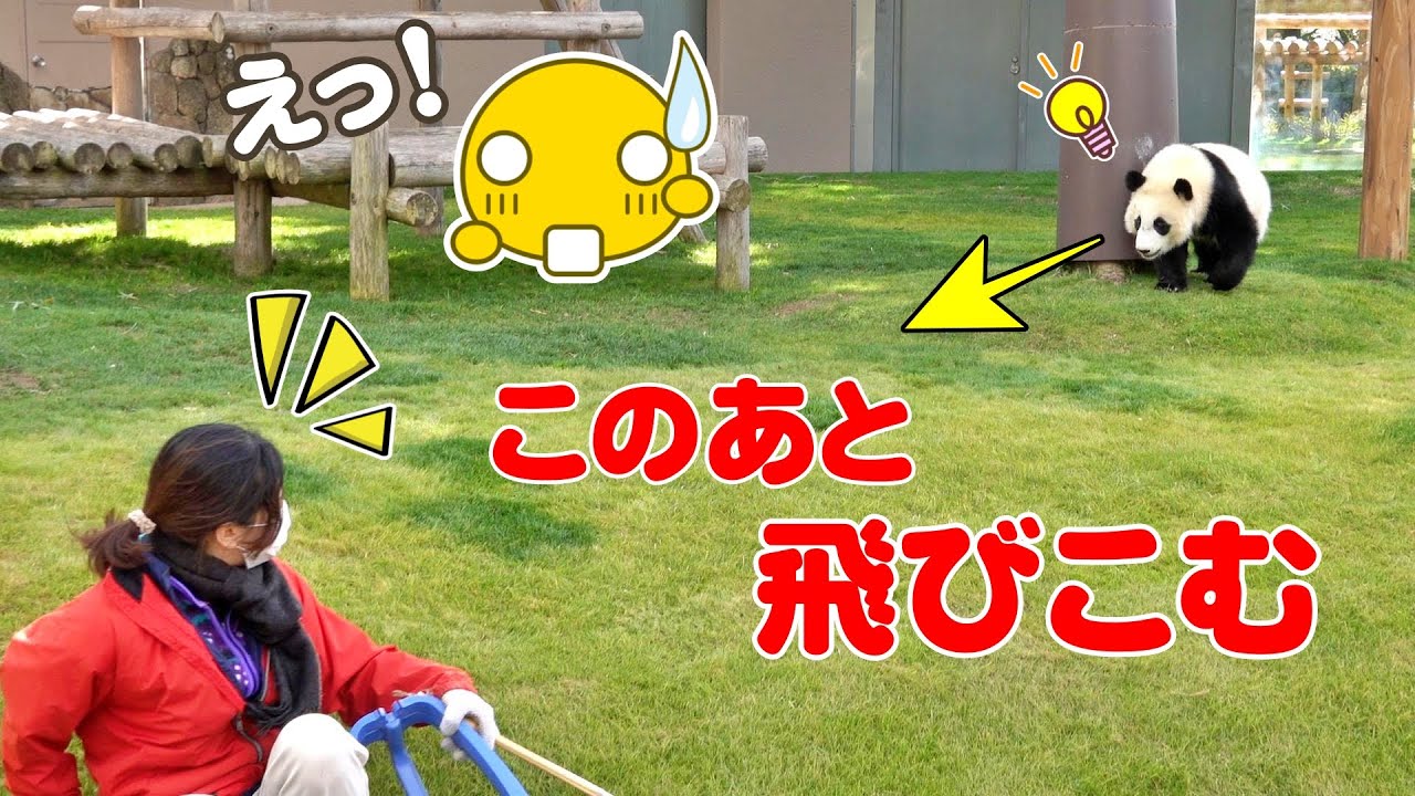 🐼楓浜が見た！パンダ飼育員さんがドボン💦まさかの展開に…