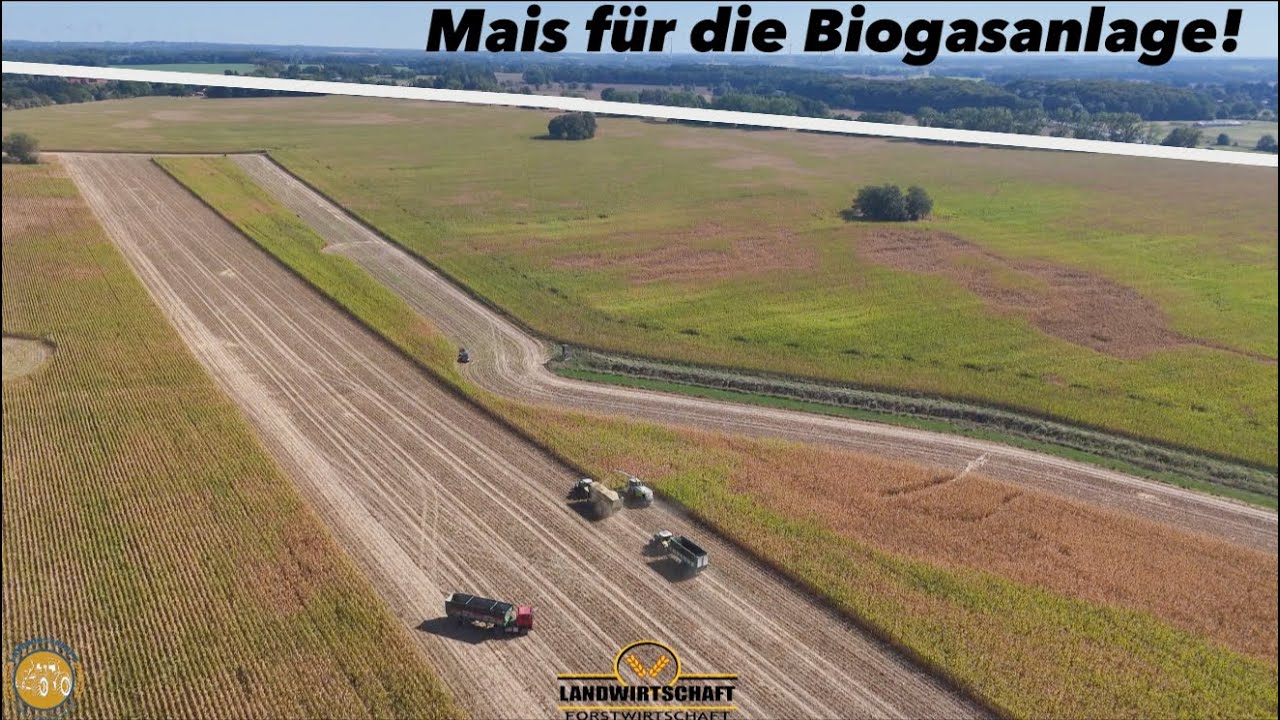 Das ist alles Mais für die Biogasanlage! Großeinsatz Maishäckseln Claas Jaguar 980 Maisernte Mais