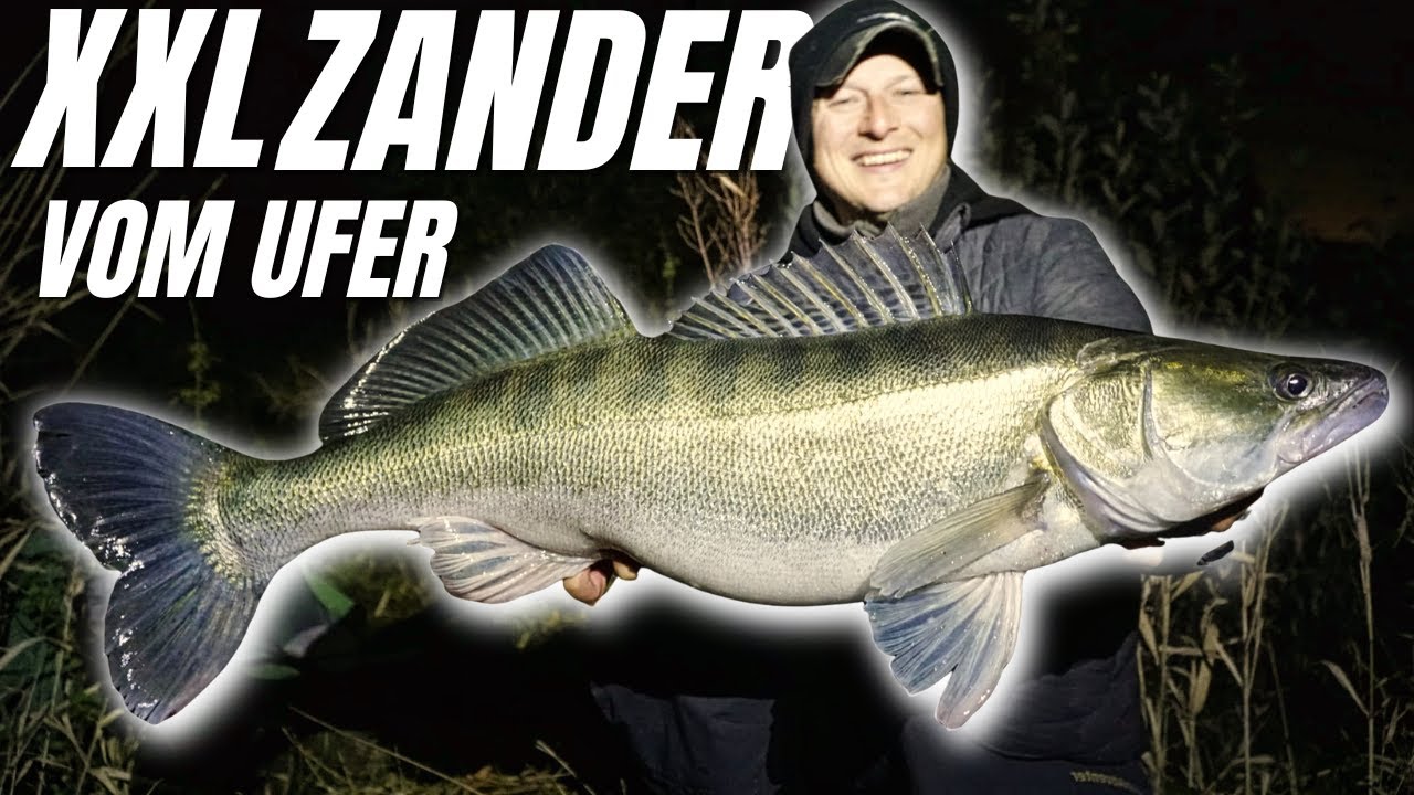 Große Zander vom Ufer? Diese Tipps musst du kennen!