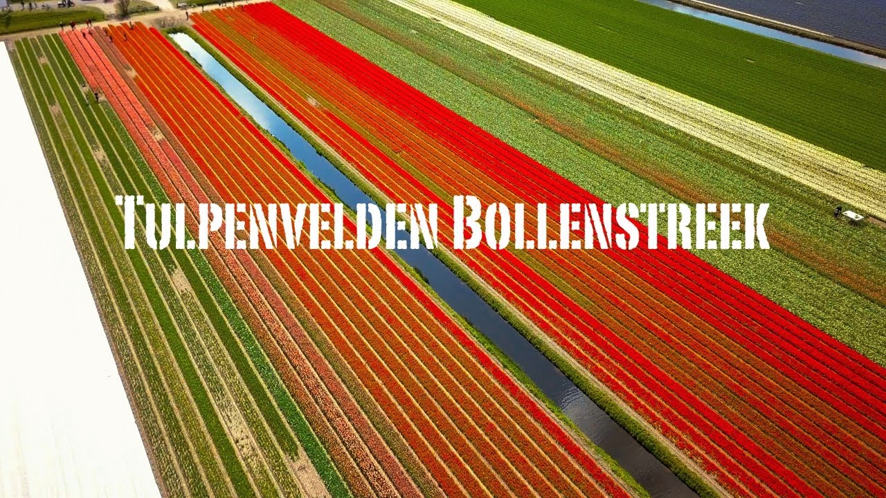 Tulpenvelden Bollenstreek | Drone Video Tulip in the Netherlands