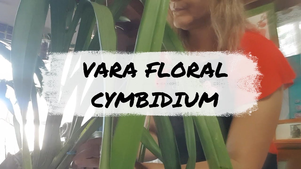 Vara Floral Cymbidium | 2024 !