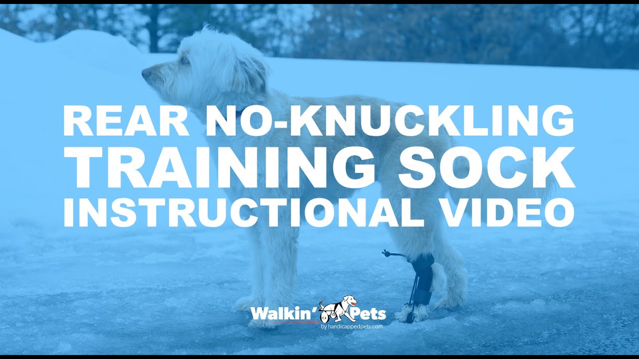 The Walkin' Rear No-Knuckling Training Sock Instructional Video