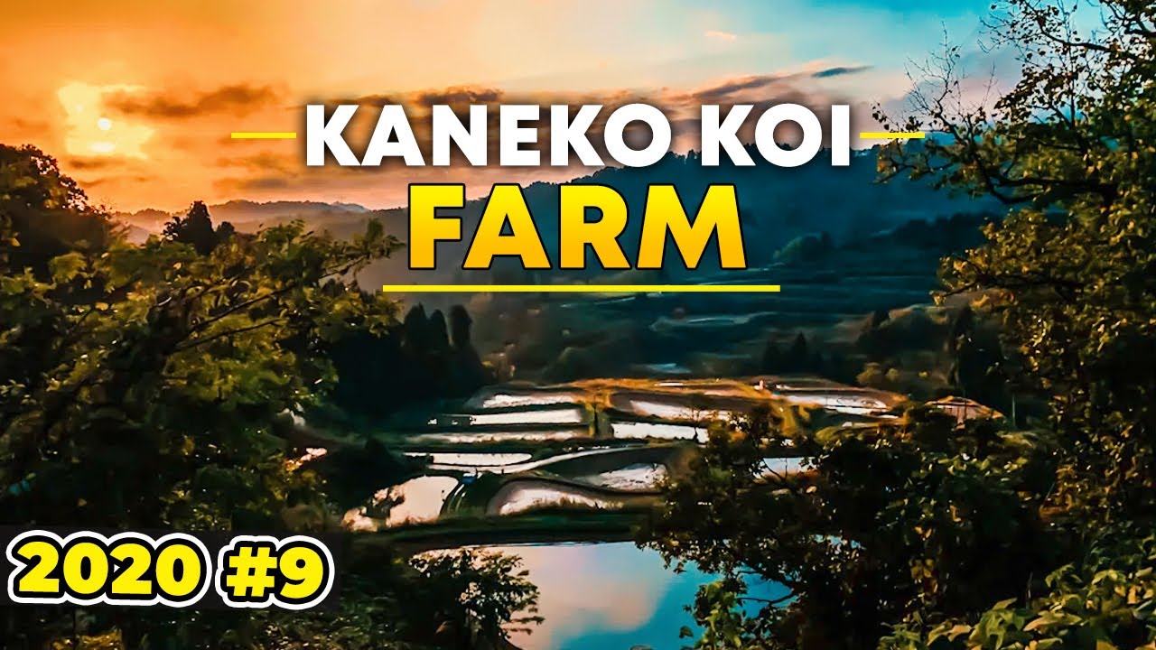 Kaneko Koi Farm 2020 #9