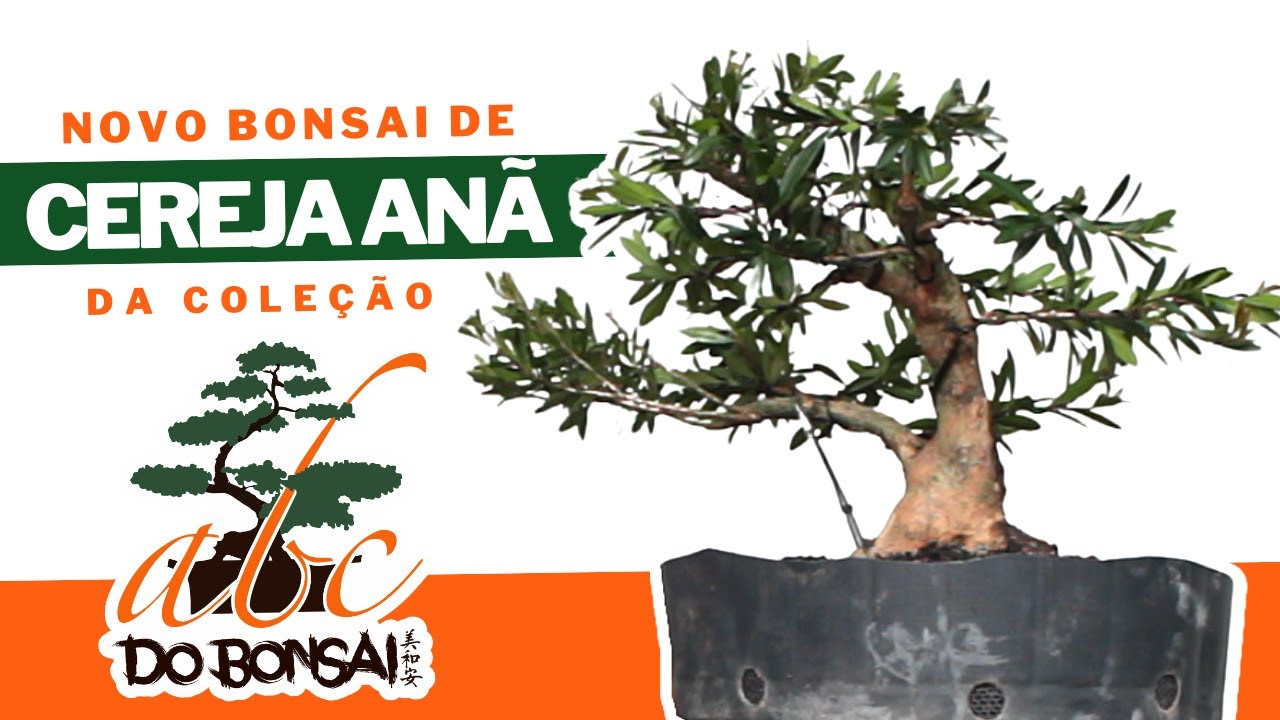 NOVO BONSAI DE CEREJA ANÃ DA COLEÇÃO ABC DO BONSAI