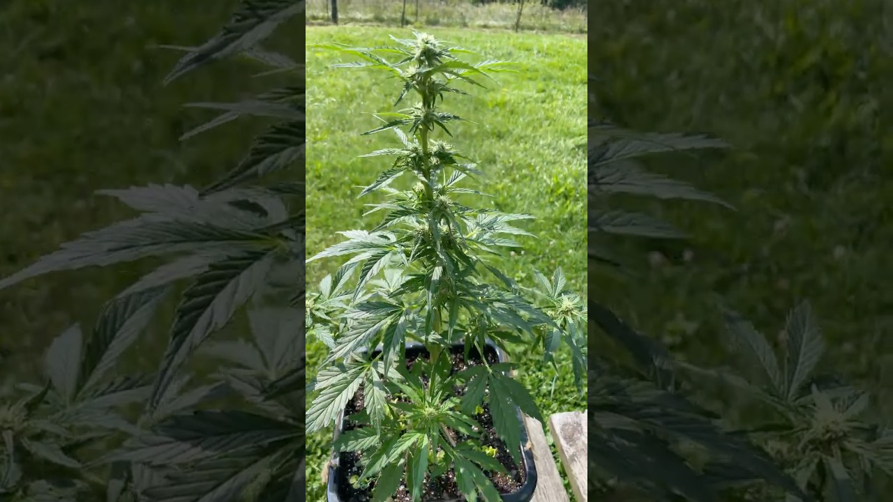 Northern Lights Auto 6.5 Weeks. RQS Promotional Seed Pack. Organic Outdoor #Grow #organicgarden