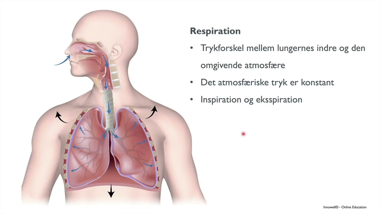 Åndedrætssystemet - Anatomi og fysiologi om respirationssystemet
