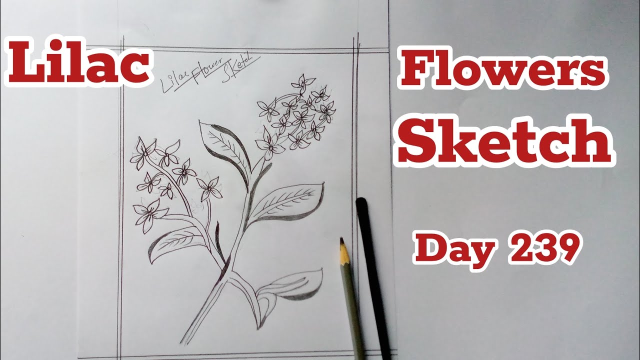 flower sketch ll Lilac ll day 239/365  #sketch #flower #shorts