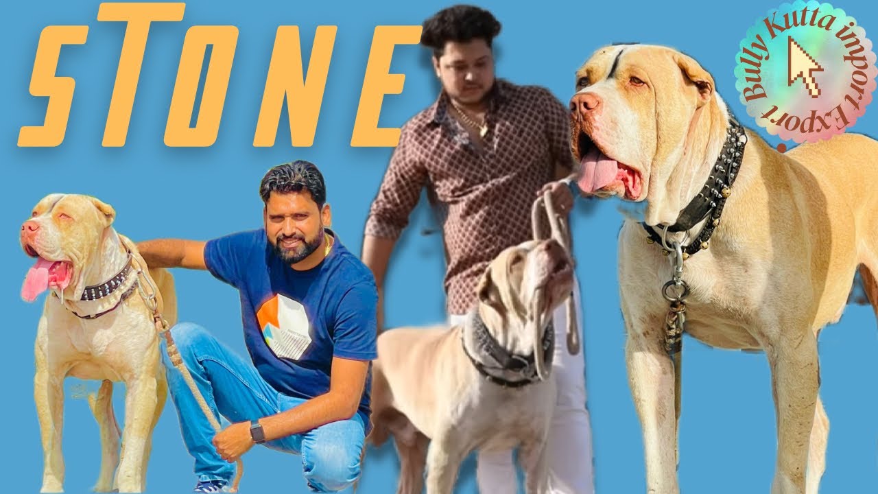 bullykuta #indianmastiff #dogs #pakistanibully #bullydogs #kutta #puppy #beast#sonulatiwal