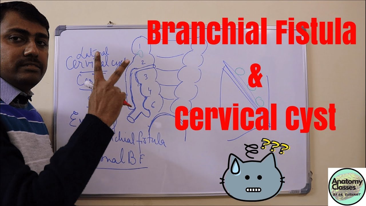 Embryological basis of Cervical cyst, sinus and Branchial fistula