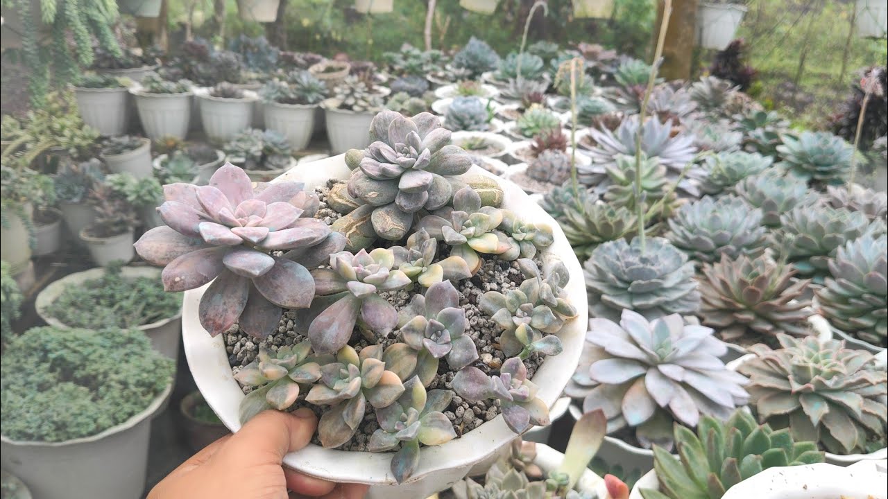 Pinag isa ko nalang sila para Maganda😍