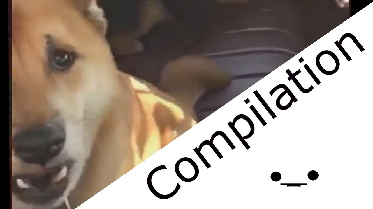 Dog Barking Compilation #1