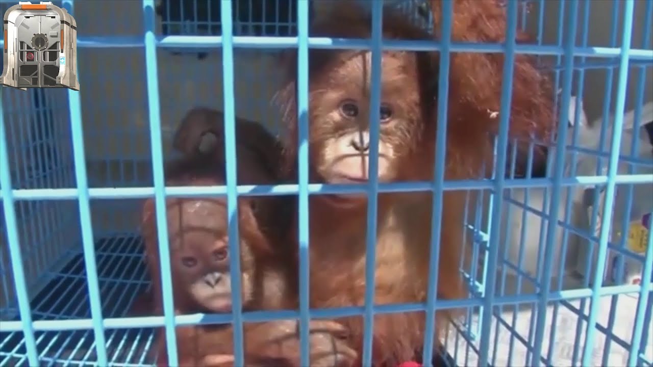 Two orphaned baby orangutans rescued from a wildlife trafficker are taken to a wildlife center