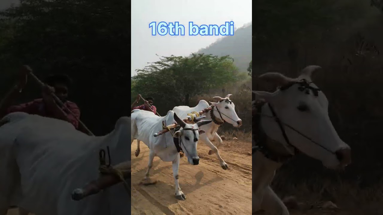 Stambampelli bulls race videos ##viralvideos##
