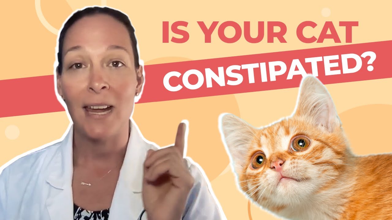 Is Your Cat Constipated? A Vet Explains How to Help