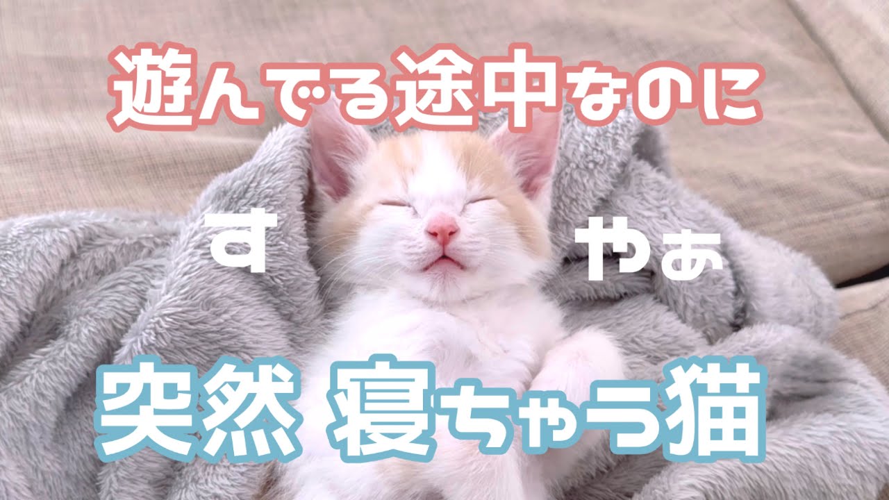 遊んでたのに突然寝ちゃう猫が可愛いすぎる…