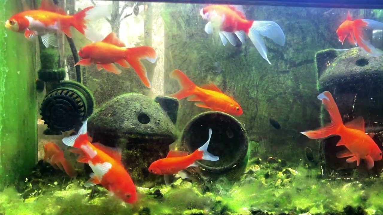 Lucky fish| Heal music| Sleeping 🌳 No Ads🌳Soothing Swims: Relaxation Music with Floating Fish Views