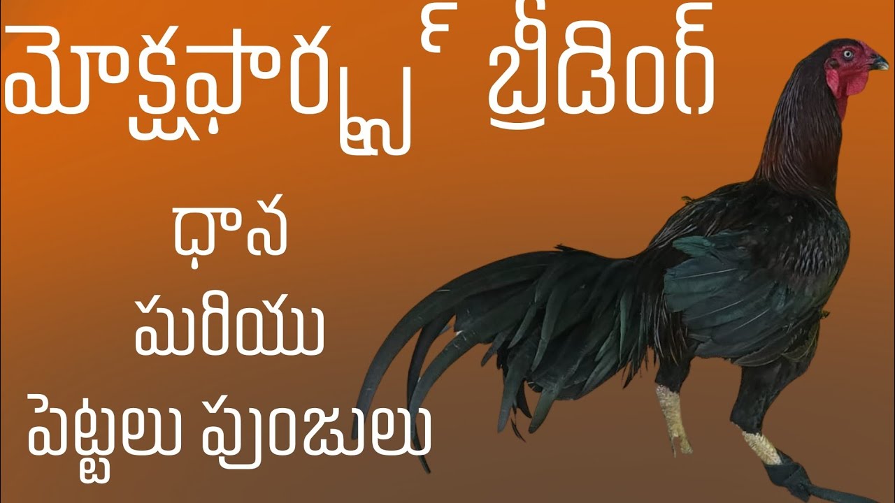 మోక్ష ఫార్మ్ కొత్త బ్రాంచ్ బ్రీడర్లు #9848999651 #73867 68968