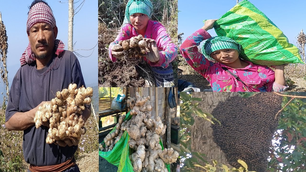 Today I'm taking ginger in my old field.@Wangbapkonyak