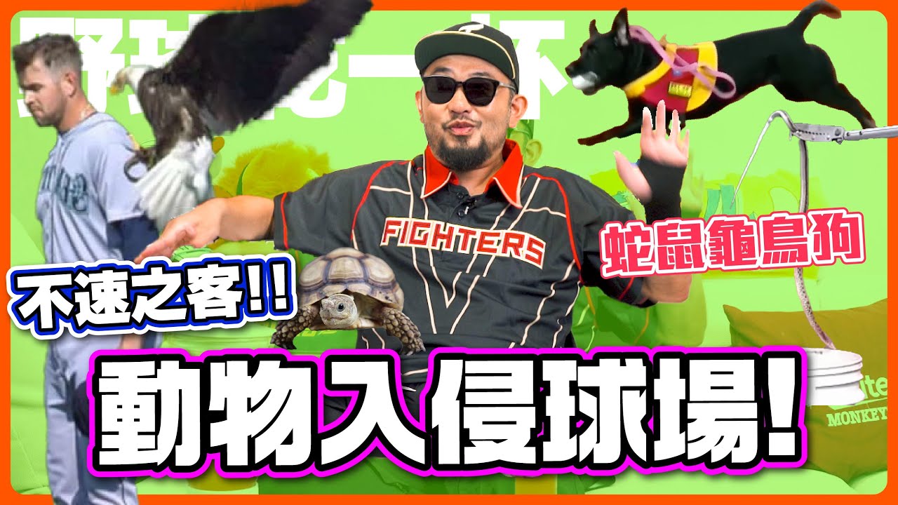 【野球乾一杯 EP.221】動物入侵球場！棒球場的不速之客