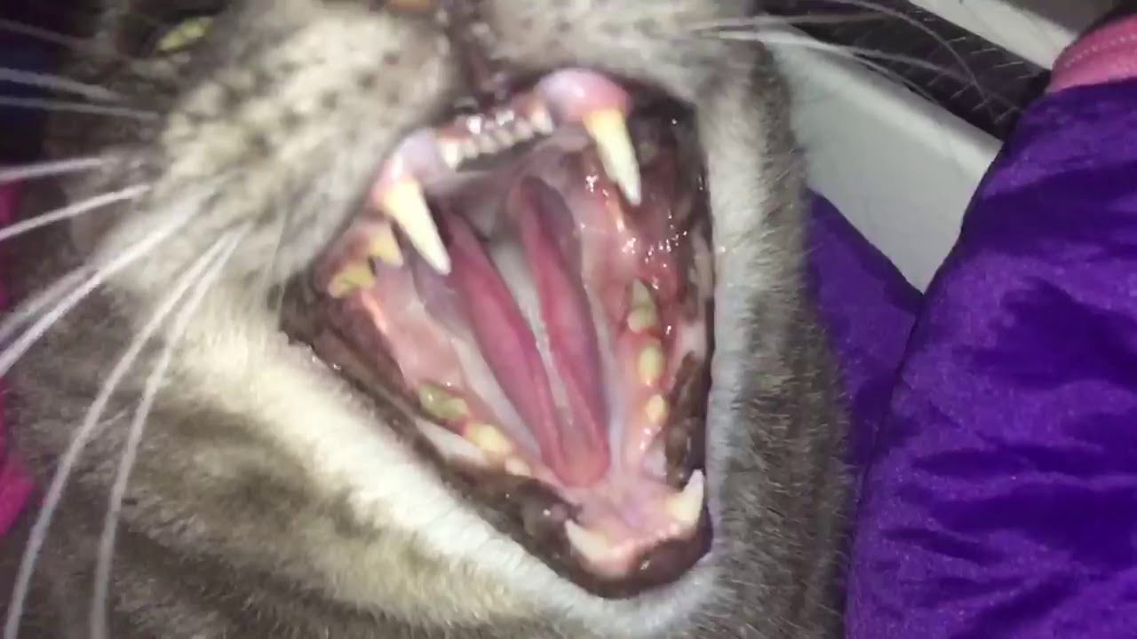 Cat hissing