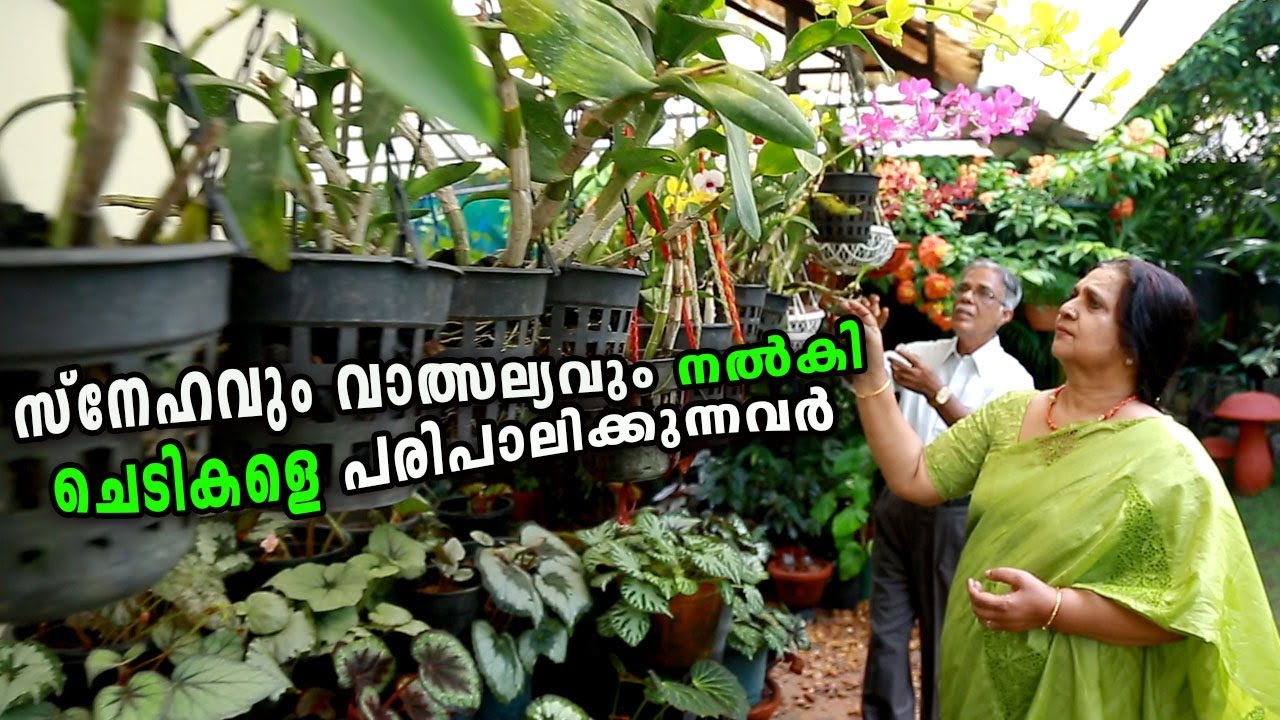 Retired couple's amazing garden Kottayam Kerala സ്നേഹവും വാത്സല്യവും നൽകി ചെടികളെ പരിപാലിക്കുന്നവർ