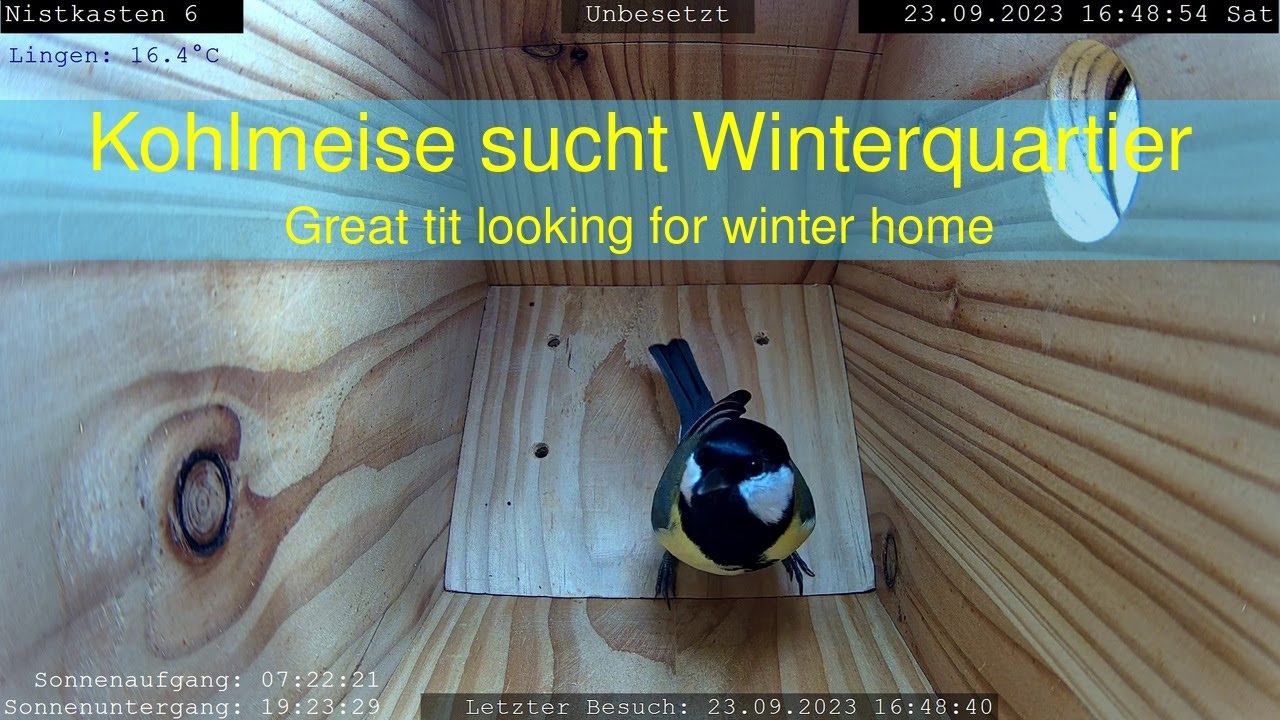 23.09.2023: Kohlmeise sucht Winterquartier - Great tit looking for winter home (Nistkasten 6+2)
